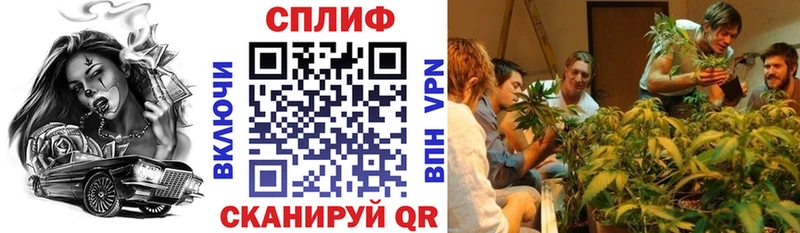 купить наркотик  Талица  Конопля планчик 